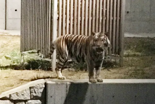 人気ナンバー1のトラ