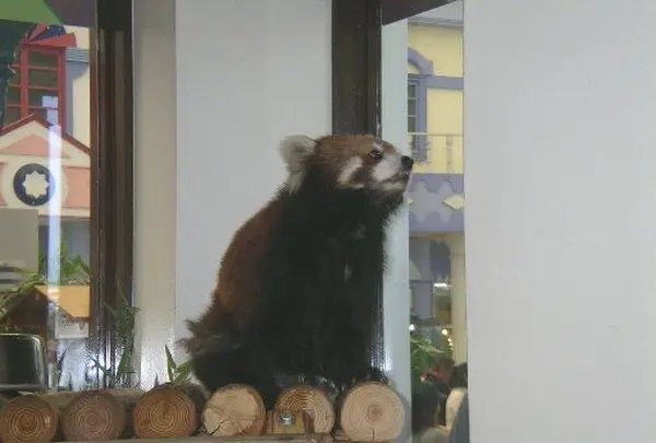 レッサーパンダくんがお出迎え