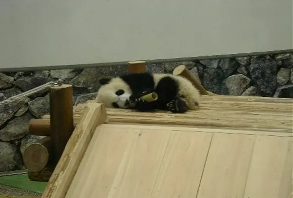 赤ちゃんパンダのお昼寝