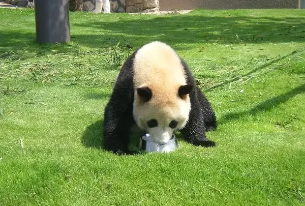 3歳パンダ。まだミルクが好きなの