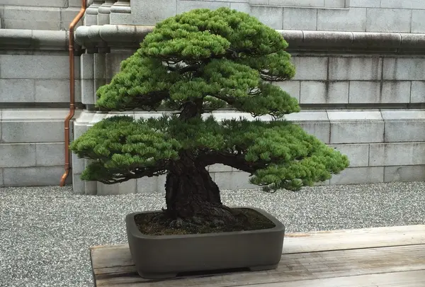 盆栽