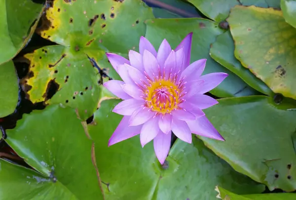 東南植物楽園の写真・動画_image_431465