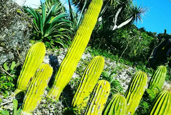 東南植物楽園の写真・動画_image_431468
