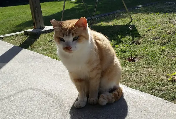 お食事処 とくじんの写真・動画_image_432583