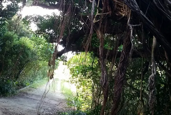 ハビャーン（カベール岬）の写真・動画_image_432591