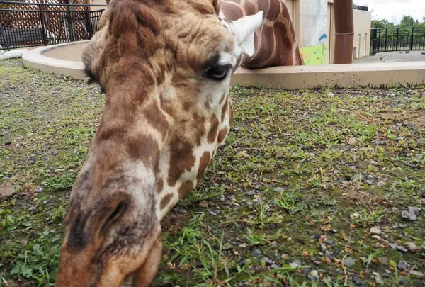 旭川市 旭山動物園の写真・動画_image_43290