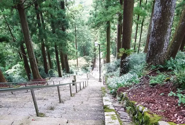 菩提梯