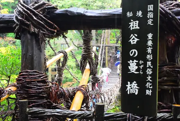 祖谷のかずら橋の写真・動画_image_437183