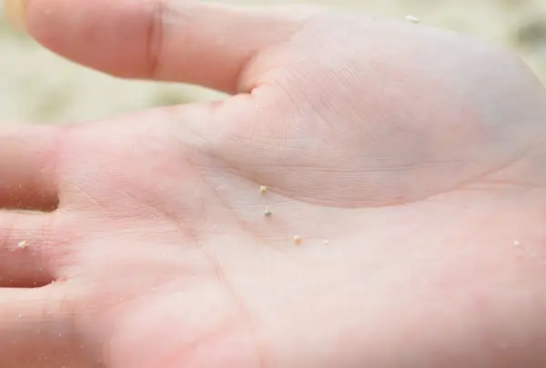 星のかたちをした