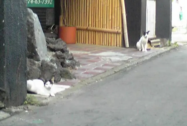 富岡製糸場の写真・動画_image_44013