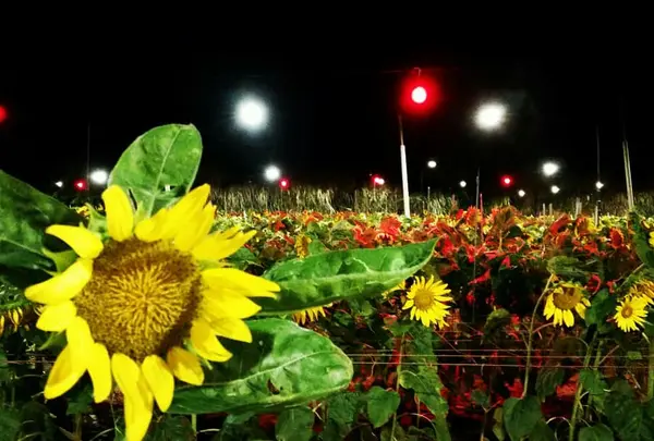 夜ひまわり