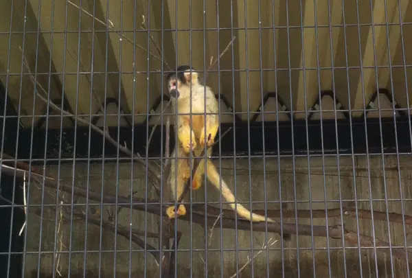 桐生が岡動物園の写真・動画_image_44722