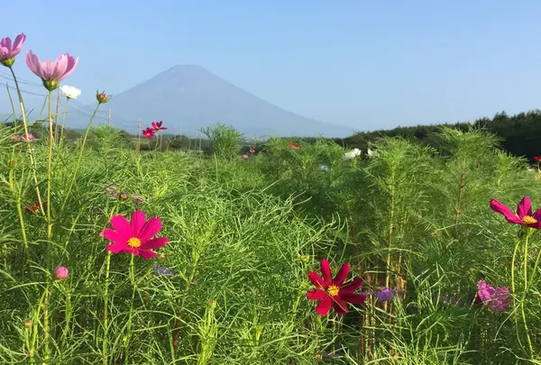 パノラマロード