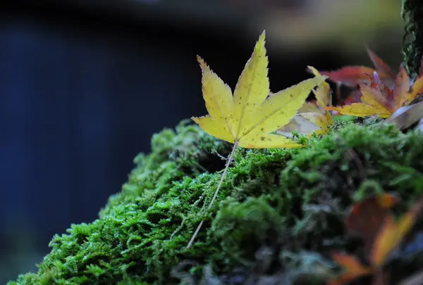 紅葉
