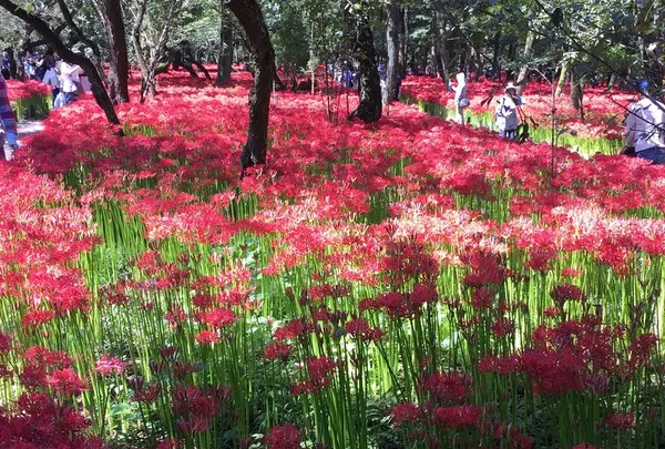 巾着田の写真・動画_image_45765