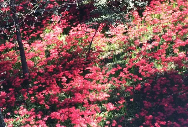 巾着田の写真・動画_image_45813