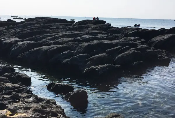 天神島臨海自然教育園の写真・動画_image_46135