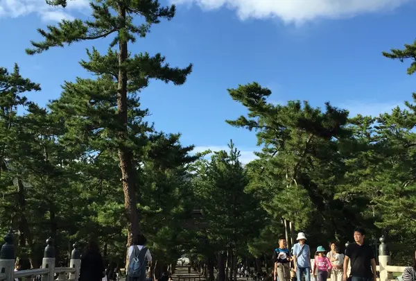 樹齢数百年の松