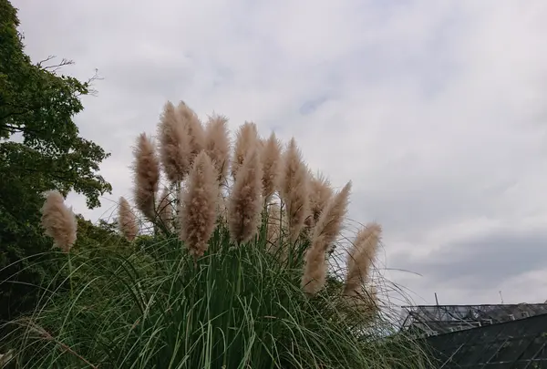 小石川植物園の写真・動画_image_464418