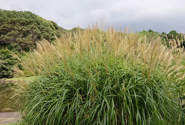 小石川植物園の写真・動画_image_464433