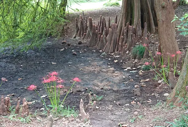 小石川植物園の写真・動画_image_464434