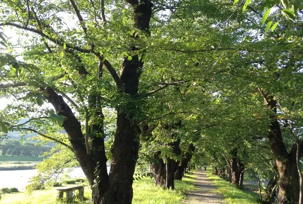桜並木