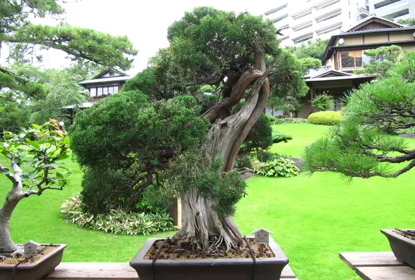 520年生き続ける盆栽