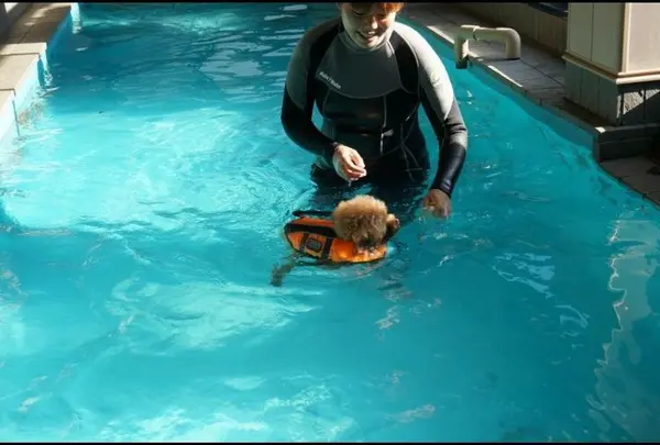 ＤｏｇＰｅｔｉｔＲｅｓｏｒｔＪＯＫＥＲ綱吉の湯の写真・動画_image_47278