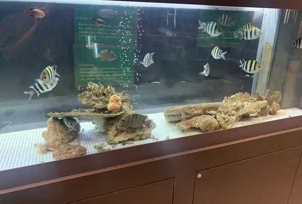 むろと廃校水族館の写真・動画_image_474564