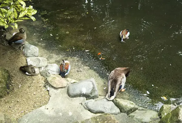 ウォーキングサファリ
