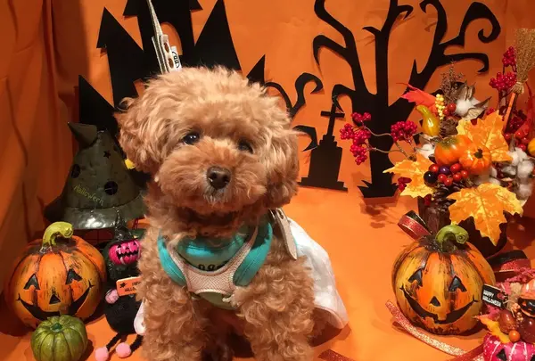 10/1-30ハロウィン仮装コンテスト開催中