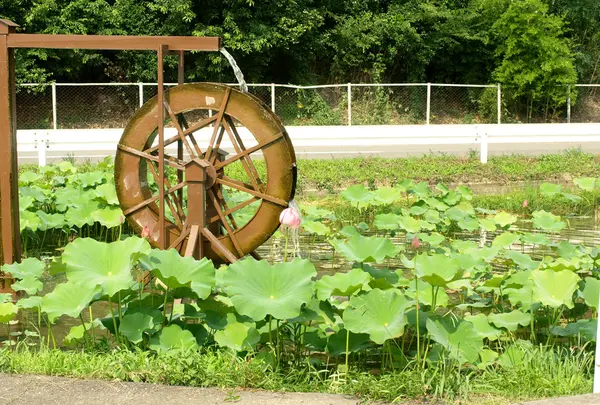 古代蓮も群生しています！