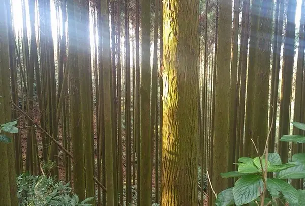 光に満ちる奥の院