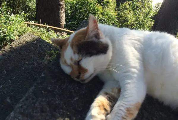 癒しネコ