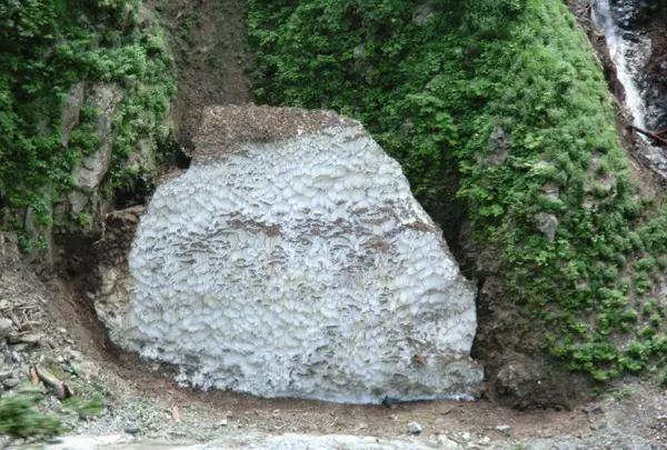 万年雪