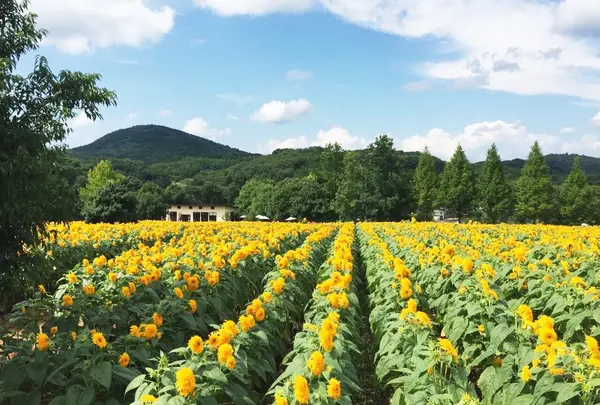 世羅高原農場の写真・動画_image_49471