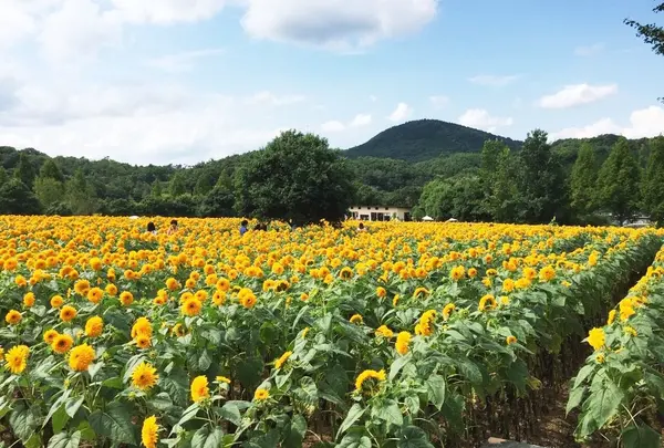 世羅高原農場の写真・動画_image_49473
