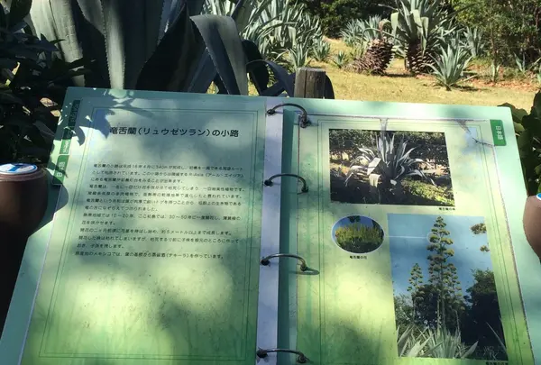 南国植物