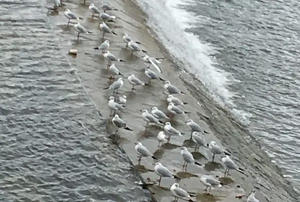 色んな水鳥が沢山