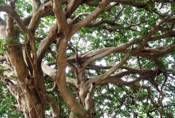 希望ケ丘公園の写真・動画_image_51477