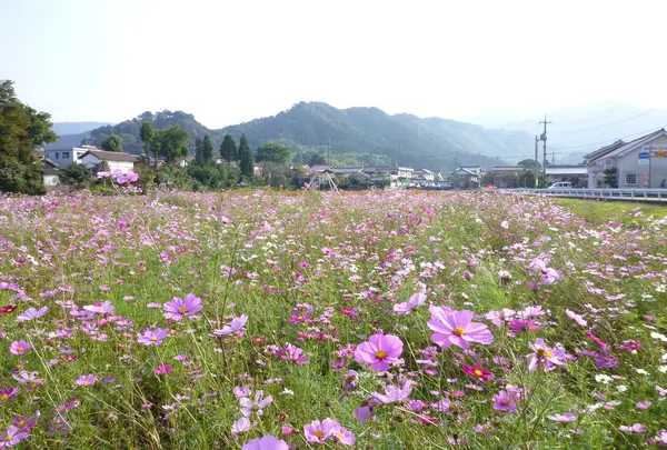 秋にはコスモスが咲き誇る