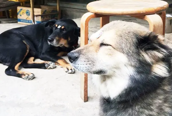 工房・育陶園(いくとうえん)の招き犬