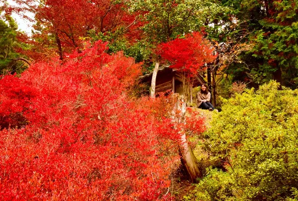 但馬安国寺の写真・動画_image_51934
