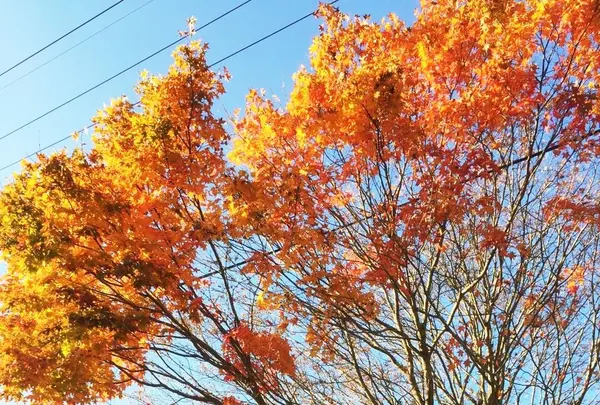 色鮮やかに