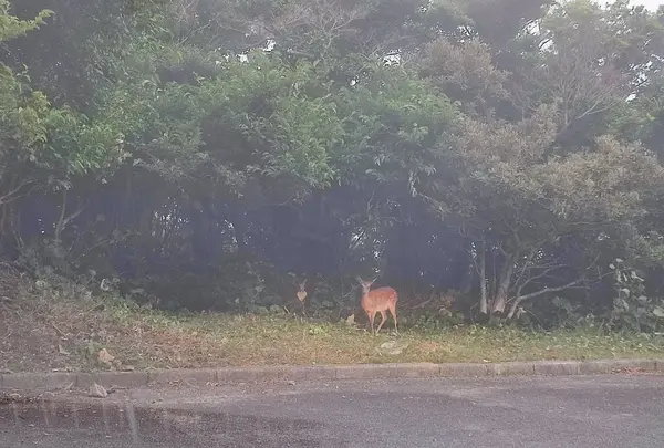 野生の鹿