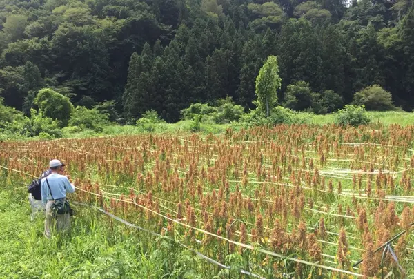 上野原市の写真・動画_image_52619