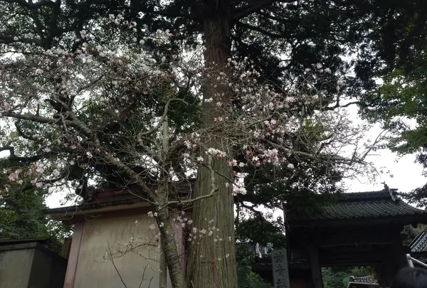 妙青寺の写真・動画_image_52784