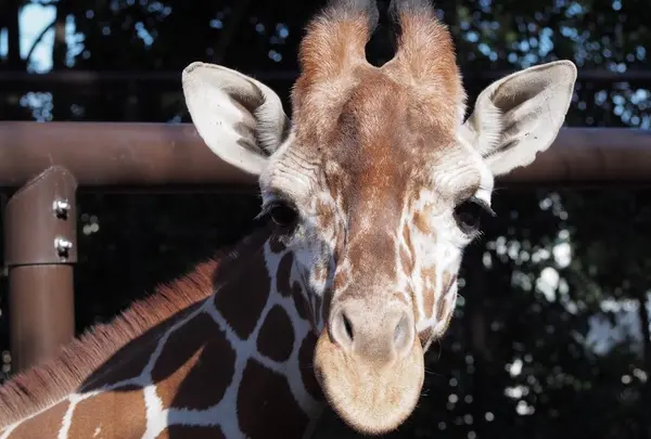 野毛山動物園の写真・動画_image_53801