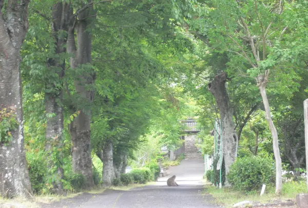 新緑の参道がステキ…！