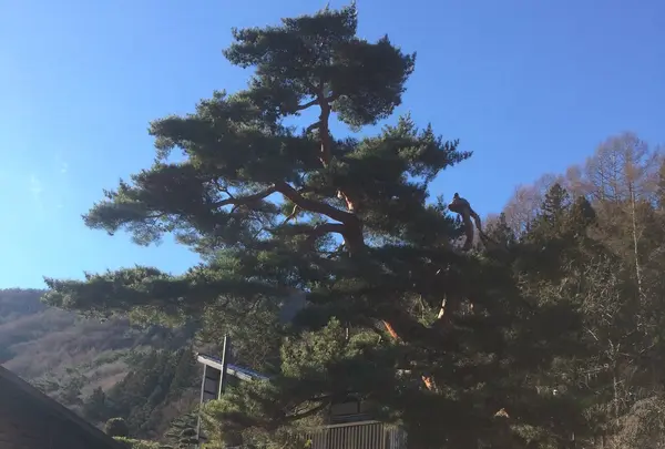 松の木